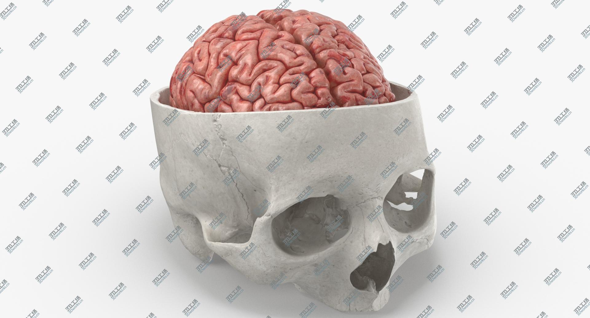 images/goods_img/202104021/3D Real Human Skull Cranial 02 Cut White With Brain Inside model/1.jpg